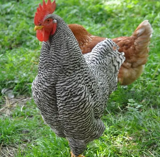 Apartament Lacklhof *