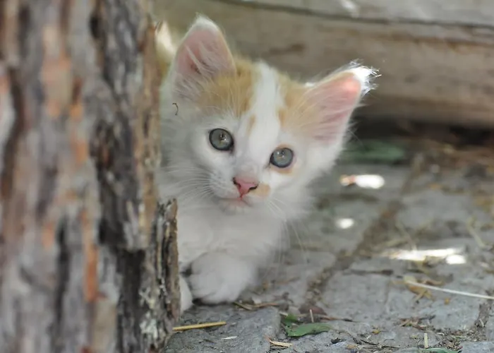 Lacklhof * Großkirchheim