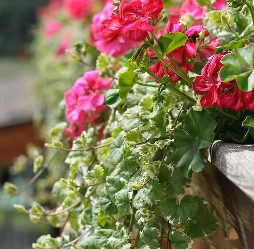 Lacklhof Διαμέρισμα